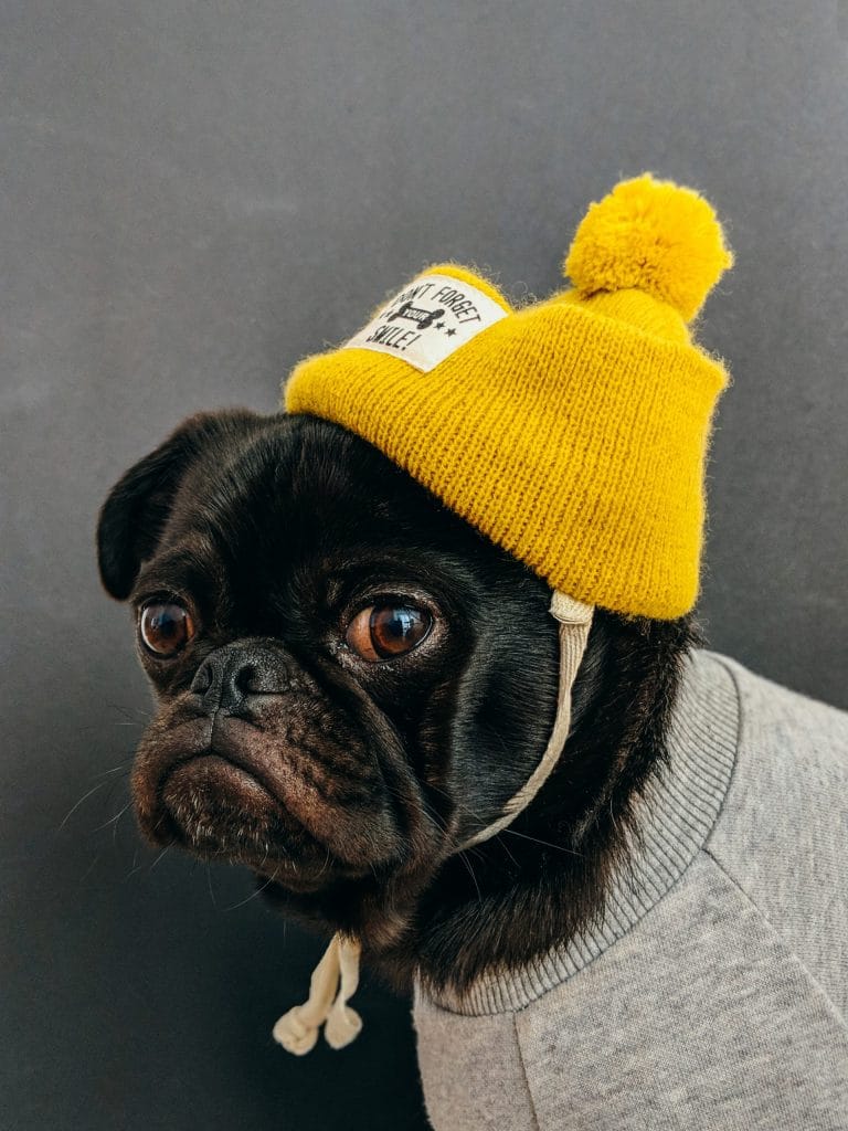 Under Dog - 5 Leadership Lessons - Maven Collective Marketing