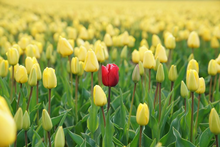 Field of flowers showing one flower that is different and individual